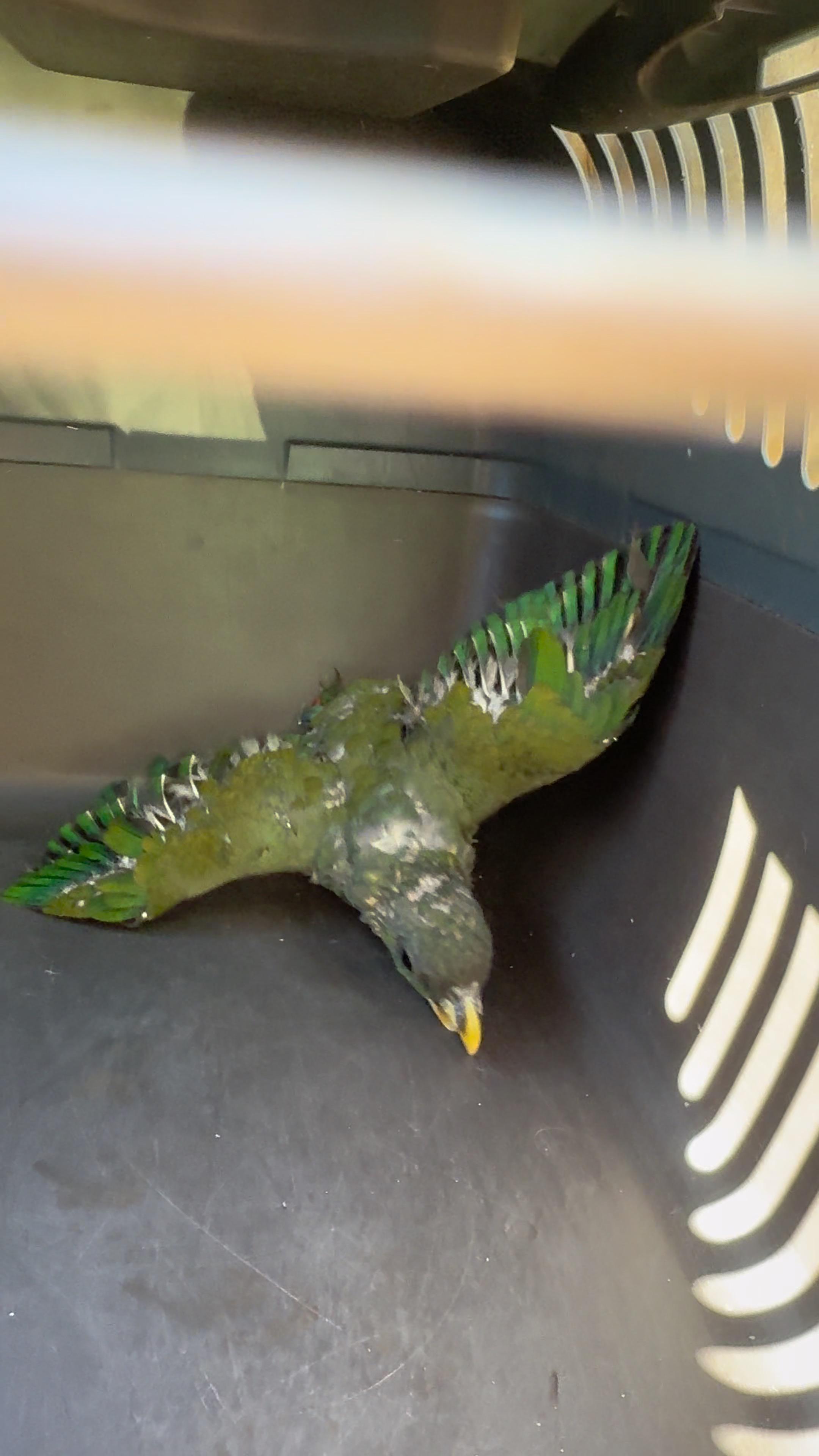 Denuncian grave caso de maltrato animal y delitos ambientales en comunidades Mbya  3